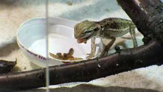 Agama Brodata Vs Mącznik