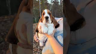 Uffie is such a fabulous lil baby! #bassethound #maplestreetbassets #fyp #babydog #akc