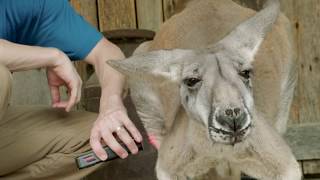 Kangaroo Chiropractor