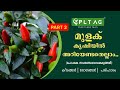 മുളക് കൃഷിയിൽ കർഷകർ  നേരിടുന്ന പ്രശ്നങ്ങളും പരിഹാര മാർഗങ്ങളും | Part 2 | ( പോഷകസംബന്ധ വൈകല്യങ്ങൾ )