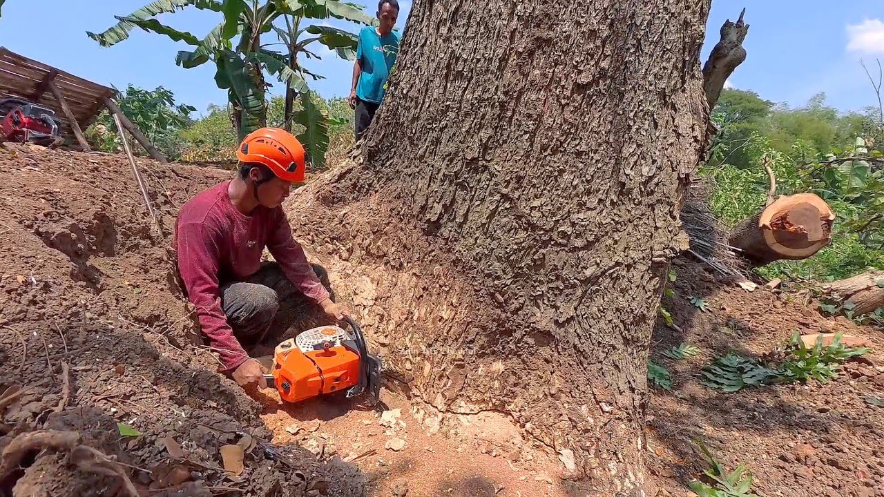 Окружность тела 350 см..!! Очень старое большое дождевое дерево..!! - STIHL MS 881
