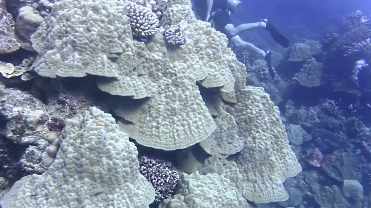 Scuba diving Rarotonga Cook Islands  by the Real David Pressler August 2025