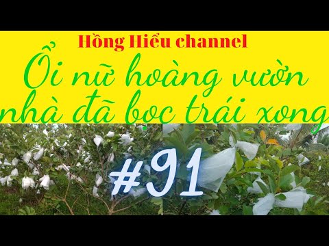 Video Ổi nữ hoàng vườn nhà đã bọc trái xong #HồngHiểu#91 - youtube
