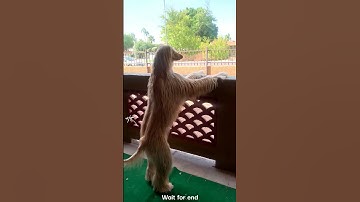 Let me do it for you...           #shorts #meme #borzoi #animation