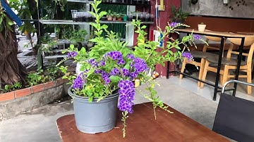 Chuỗi ngọc hoa tím trĩu cành nhìn sướng mắt