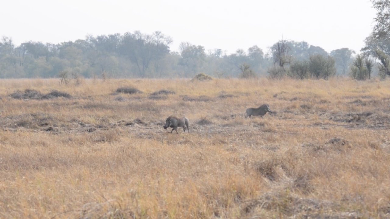 Lions Camouflage Themselves During Hunt - YouTube