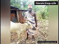 Egwu ogwu Ozor iberibe Omenala Enugu ezike traditional song