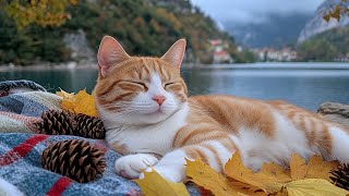 Download Lagu 12 Hours Of Calming Music for Cats π Cat Bedtime Music π» Cat TV π Gentle Sleep Tunes for Comfort MP3 Download Lagu 12 Hours Of Calming Music for Cats π Cat Bedtime Music π» Cat TV π Gentle Sleep Tunes for Comfort MP3