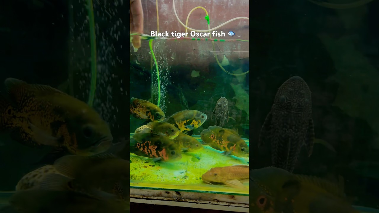 Black tiger Oscar ￼fish 🐟 