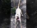 World S Most Powerful Dogo Argentino Unmatched Strength And Loyalty