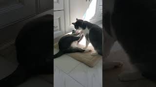 Our Two Cats Fighting (But Very Gently )