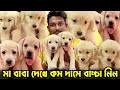 Golden Retriever & Labrador Home Breed Puppies Sale. Dog Market in Kolkata Price.