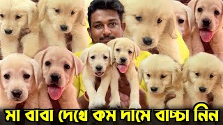 Golden Retriever & Labrador Home Breed Puppies Sale. Dog Market in Kolkata Price.