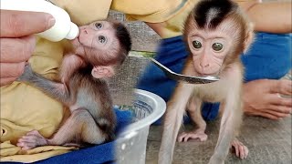 the favorite place for baby Mobi monkeys to drink milk and relax, under a cool shady tree