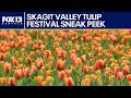 Tulips begin blooming early in Skagit Valley ahead of festival | FOX 13 Seattle