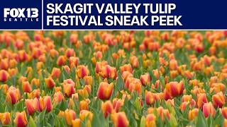 Tulips begin blooming early in Skagit Valley ahead of festival | FOX 13 Seattle