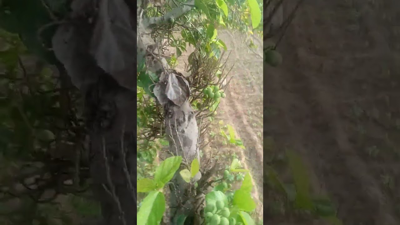 Seretoro Nafan 00223(73277003) Konaté Geomacien Traditeurapete à KATI