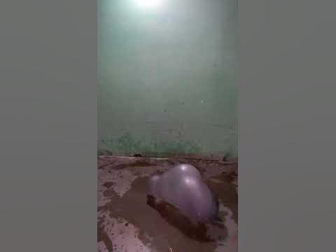 Black balloon in slow motion looks like cartoon cartoon video #shorts #