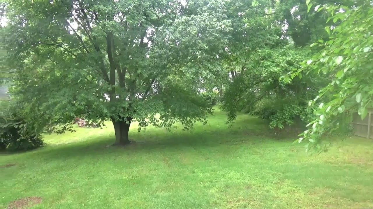 Magicicada septendecim -- Cicadas 2021 05 26