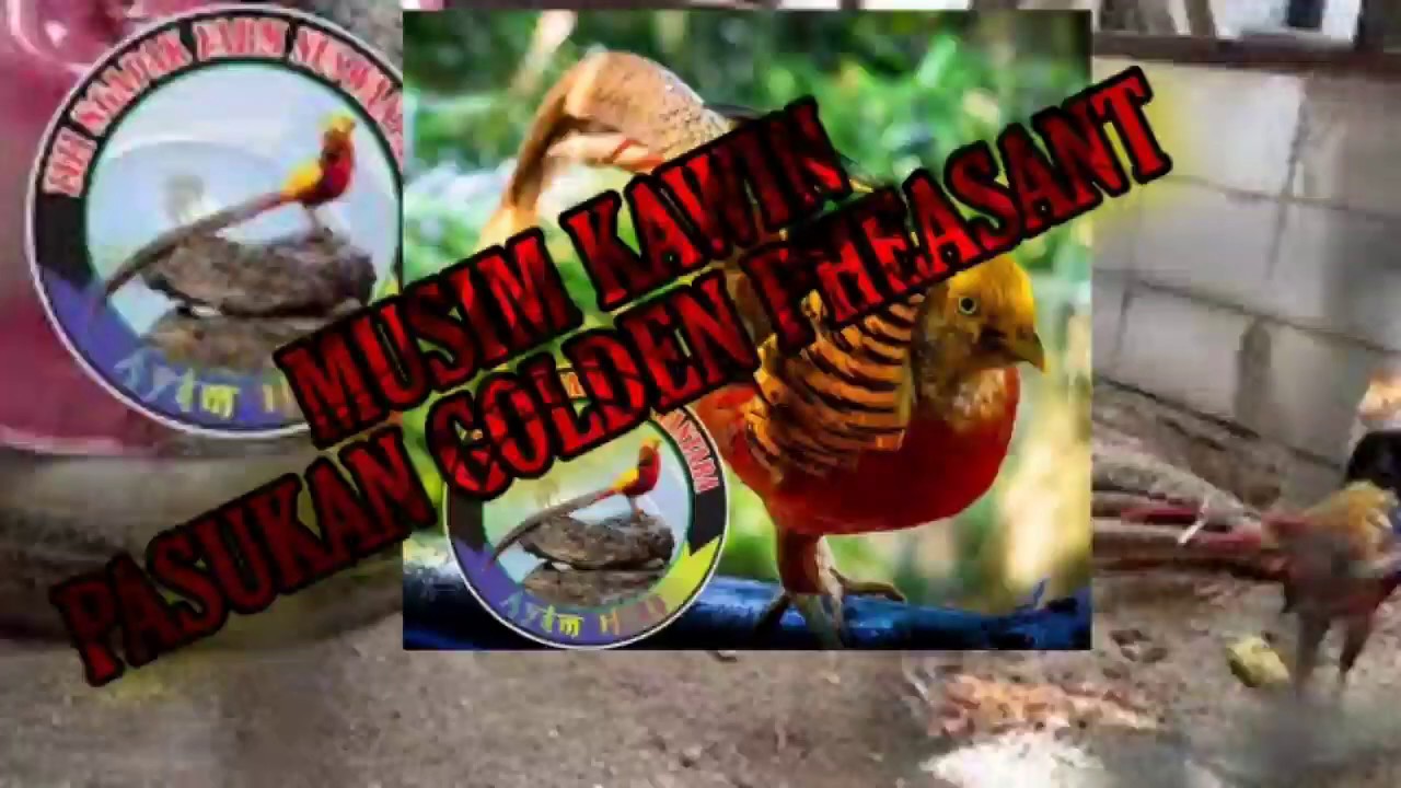AYAM TIBET GOLDEN PHEASANT MEMASUKI MUSIM KAWIN 