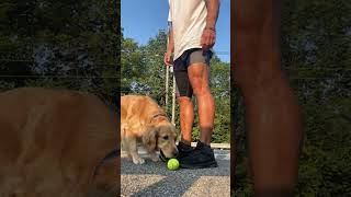 #shortsvideo #videoshorts #goldenretriever #puppy #video #dogshorts #dog #funny #dogs #doglife