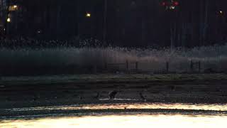 Merikotkan iltapalana lokki