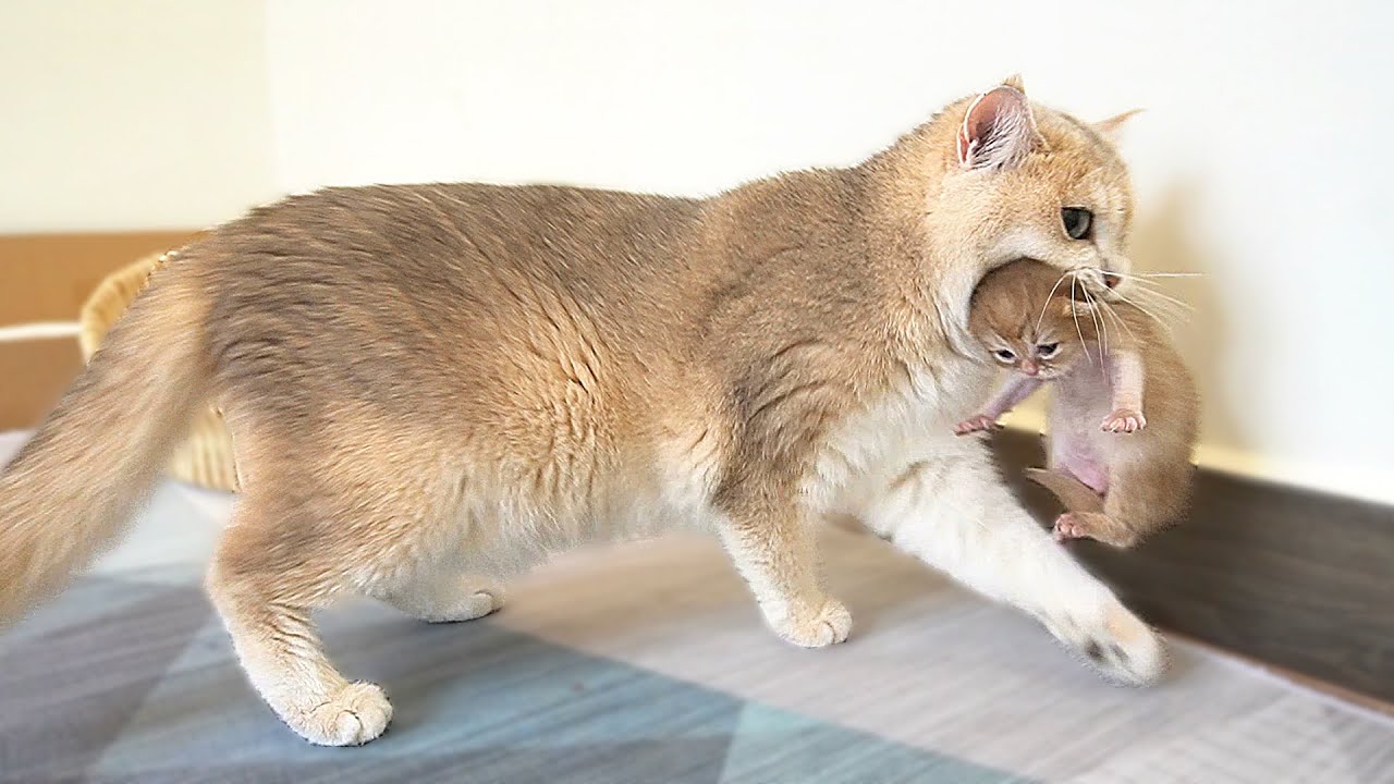 Mom cat Xaxa stole a kitten and carried it to her nest