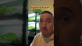 Крипта Рулит Как Инвестиция Лучше Чем Аренда Авто #Пжд