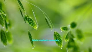 İHLAS-(İHLÂS)-SURESİ-Ebubekir Şatiri [Abu Bakr Al Shatri]