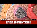 Ayıkla soğanın taşını!