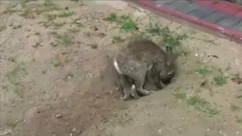 Зайчиха прячет зайчат, от увиденного замираешь.