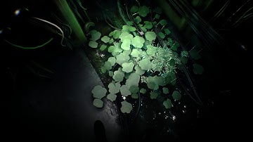 Observer - Hotel: Head Towards The Signal: Run From the Beast, Tube Tunnels and Monster Testicles