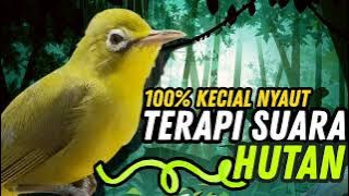 Terapi Kecial Kuning Dan Suara Hutan 100% Ampuh Untuk Kecial Kuning Malas Bunyi | PEPADU KECIAL