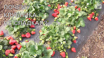 Почему клубника выросла не сладкая -10 основных причин