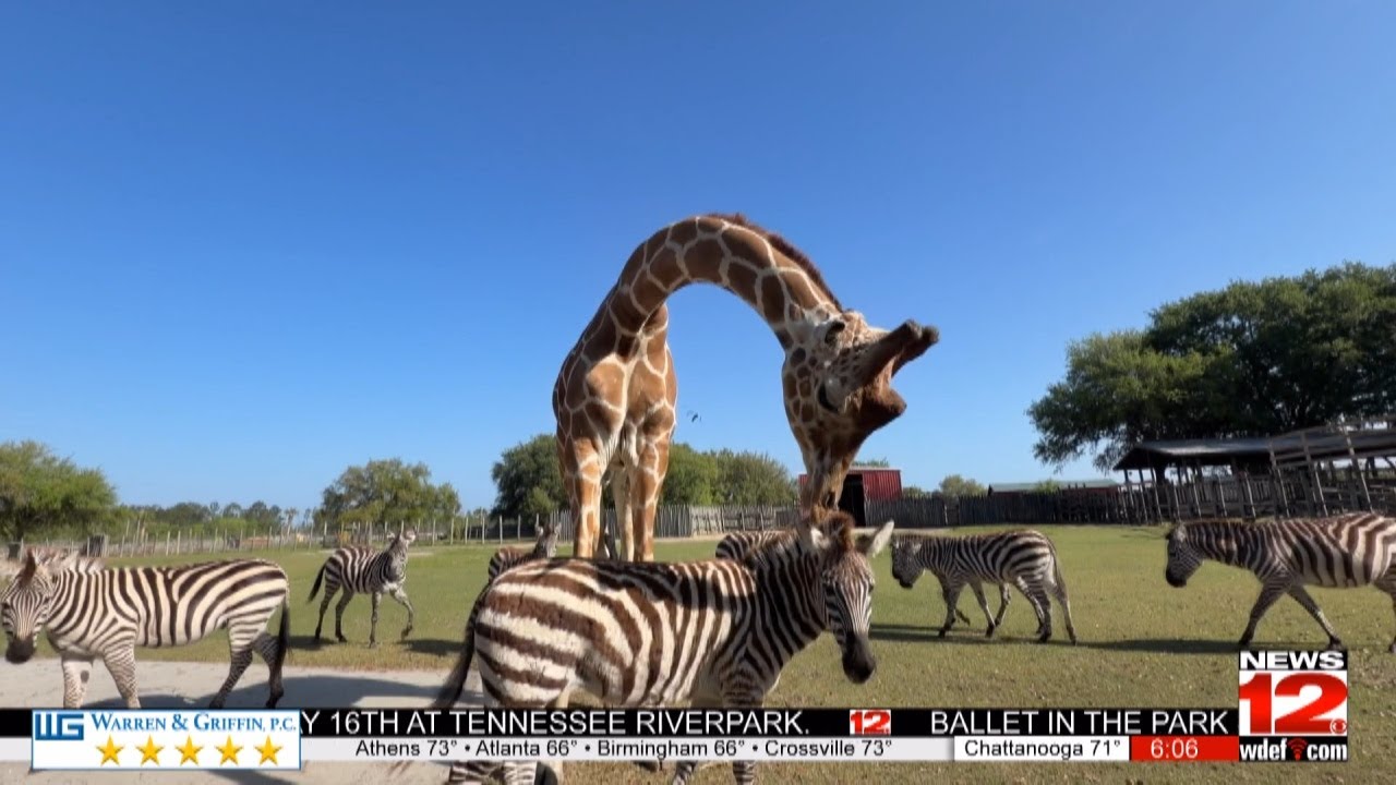 Zebra and Giraffe Friendship Turns Heads - YouTube