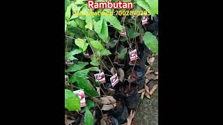 rambutan nursery plants(n18) available for you at wholesale prices #rambutan #nurseryplants #forsale