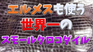 【スモールクロコダイル】ポロサスを使用した最高級のコインキャッチ【クロコダイル】