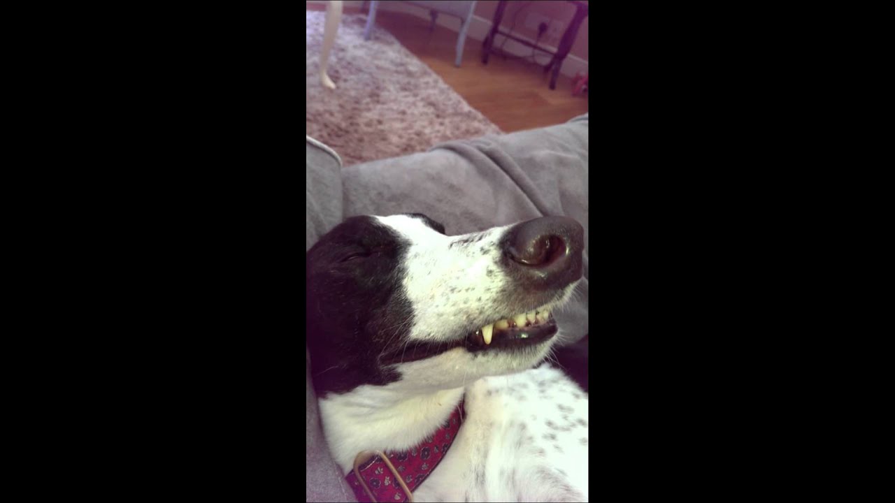 Chattering greyhound YouTube