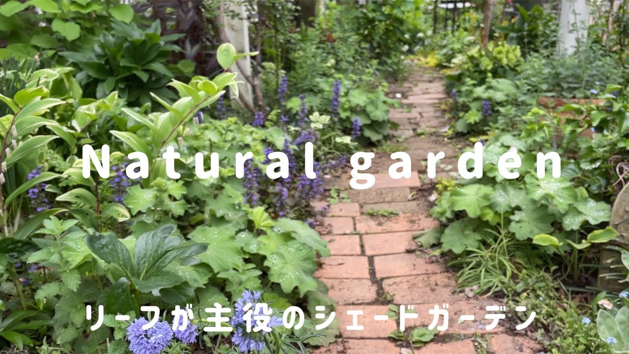 グリーンでまとめる庭?どんな花とも相性抜群！【宿根草と零れ種で作る 