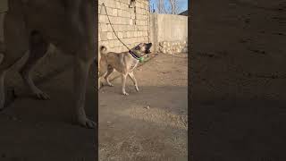 Bağlasan Durmaz Şfet