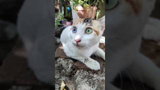 Cat Having 2 Different Colour of Eyes | 2 भिन्न डोळे असलेली मांजर ❤ #cat #blueeyes #greeneye #love