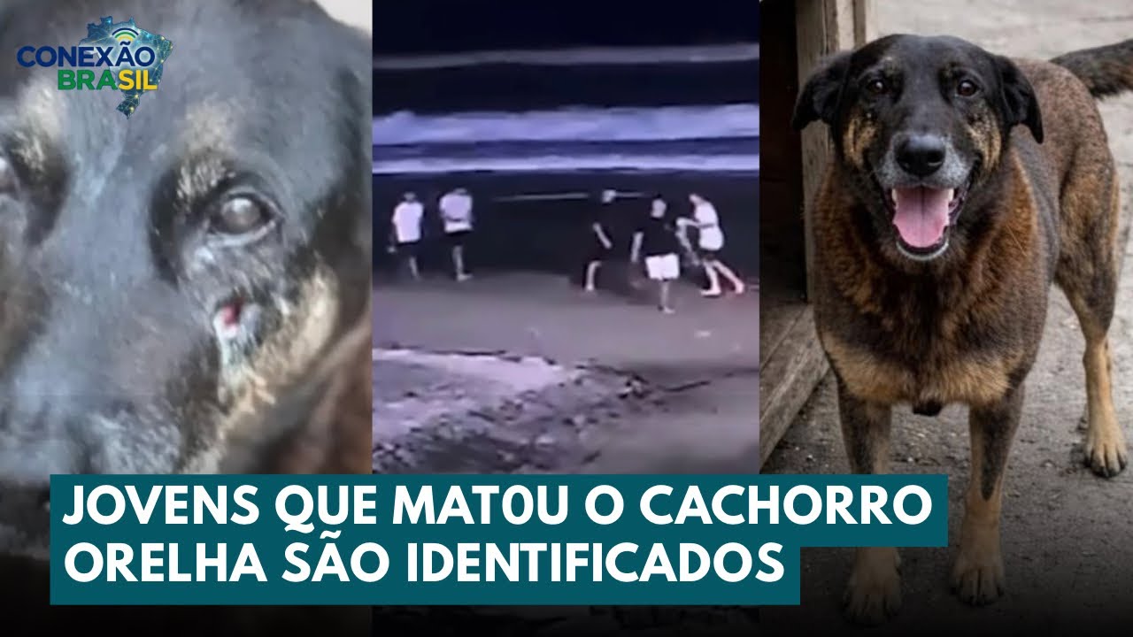 Jovens Que Matou o Cachorro Orelha São Identificados e Familiares São Investigados | Conexão Brasil 