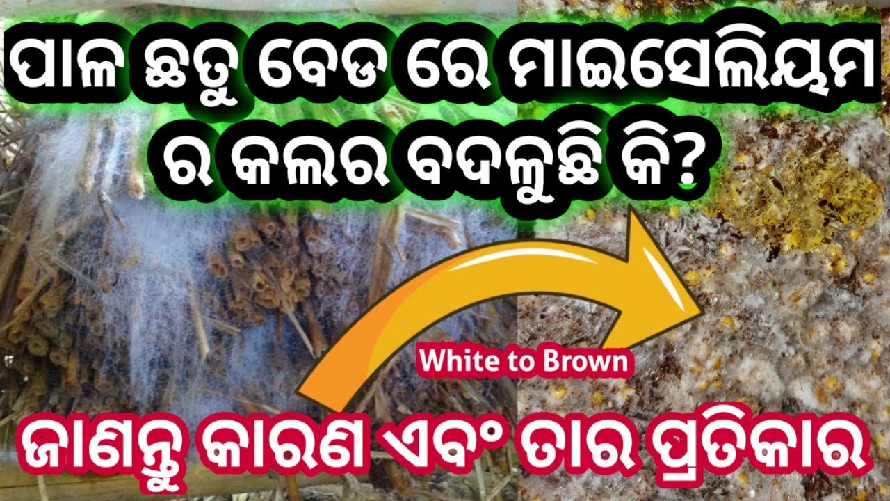 Why mycelium color is changing? / paddy straw mushroom mycelium disease/ changing color mycelium