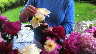 Marde ross identifies peonies that can be grown in california and
gives helpful hints selection, identification, cutting, labeling.
sells bulbs ...