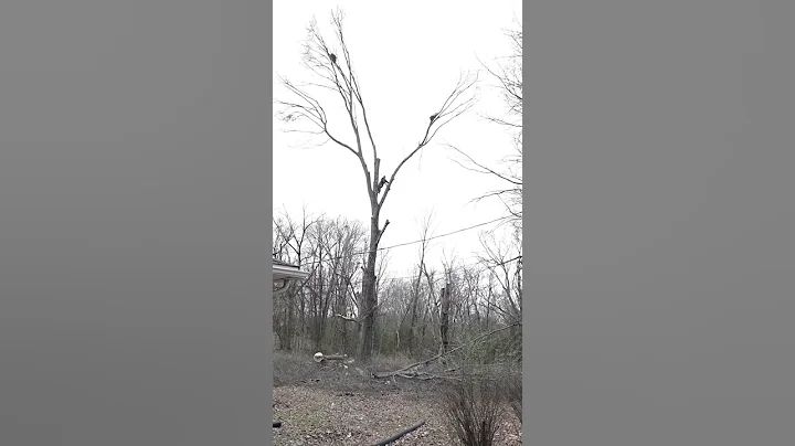 Family's  tree service
