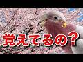 覚えていてくれた！✨桜の下で交流♪人好きオウムの二日間【おしゃべりモモイロインコ】