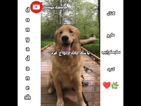 ازدواج باسگ شيلات شيله دبي سوريا ترند جديد ستوريات ایران السعودية هاشتاق نصائح تيك توك