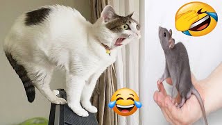 Funniest Animals 2023 😻 Best Funny Cats and Dogs Videos 😍🐶 #cats