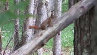 red squirrel tail talk