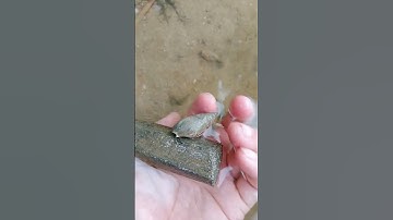 Ốc mượn hồn #shorts #snail